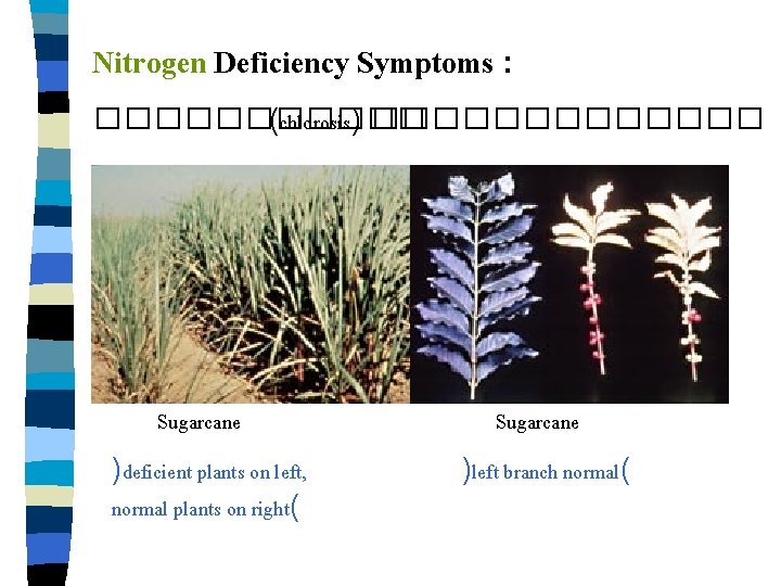 Nitrogen Deficiency Symptoms : ������ (chlorosis) ������� Sugarcane )deficient plants on left, normal plants
