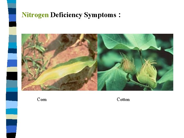 Nitrogen Deficiency Symptoms : Corn Cotton 