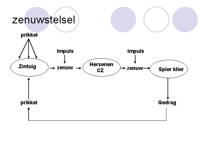 zenuwstelsel prikkel Impuls Zintuig prikkel zenuw impuls Hersenen CZ zenuw Spier klier Gedrag 