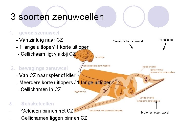 3 soorten zenuwcellen 1. gevoelszenuwcel - Van zintuig naar CZ - 1 lange uitloper/