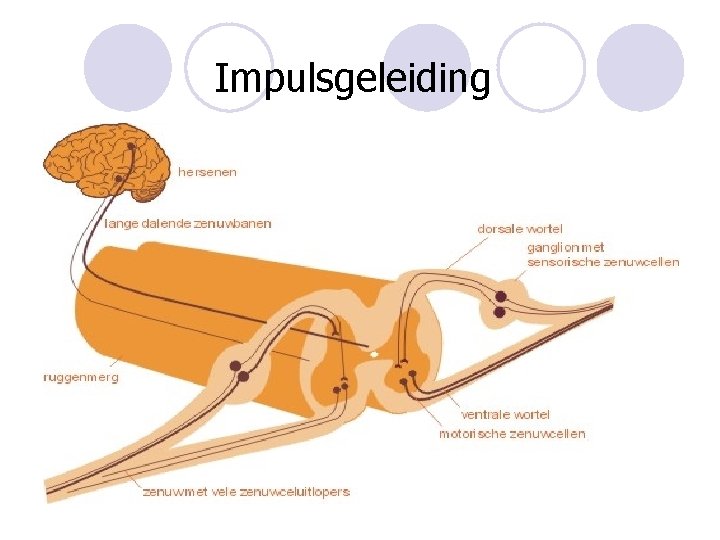 Impulsgeleiding 