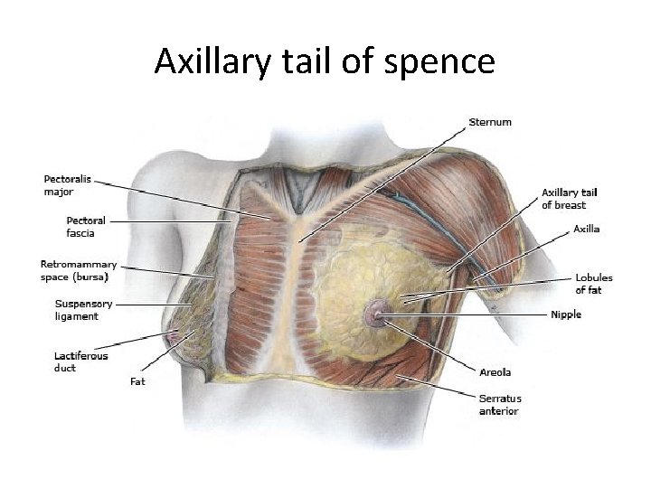 Axillary tail of spence Axillary tail of spence
