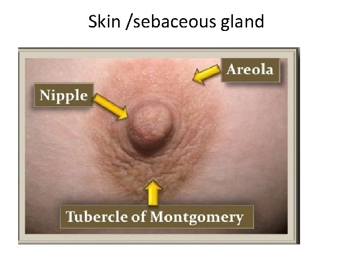 Skin /sebaceous gland 