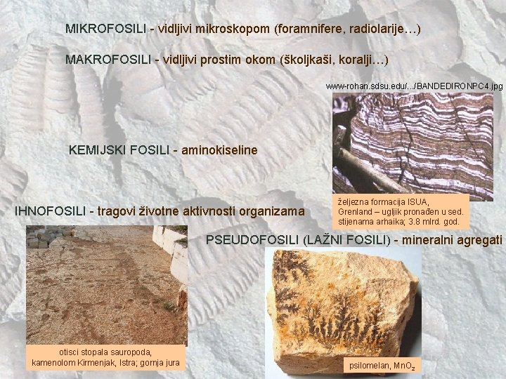 MIKROFOSILI - vidljivi mikroskopom (foramnifere, radiolarije…) MAKROFOSILI - vidljivi prostim okom (školjkaši, koralji…) www-rohan.