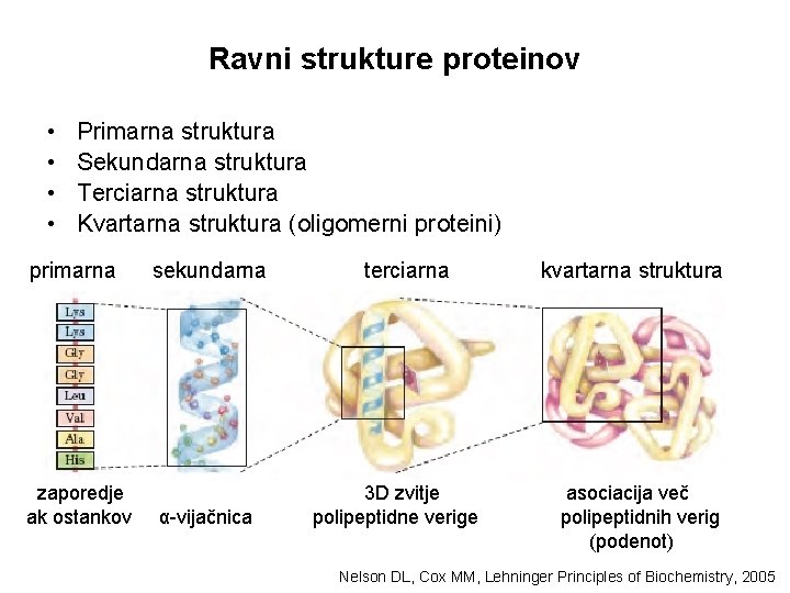 Ravni strukture proteinov • • Primarna struktura Sekundarna struktura Terciarna struktura Kvartarna struktura (oligomerni