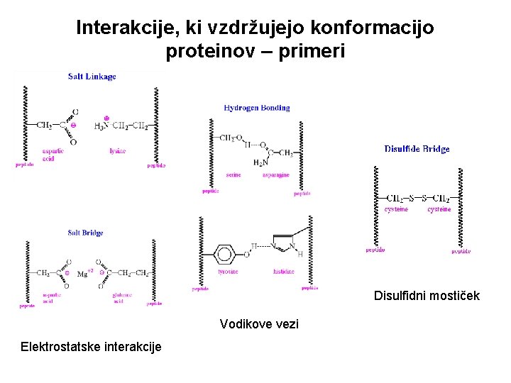 Interakcije, ki vzdržujejo konformacijo proteinov – primeri Disulfidni mostiček Vodikove vezi Elektrostatske interakcije 