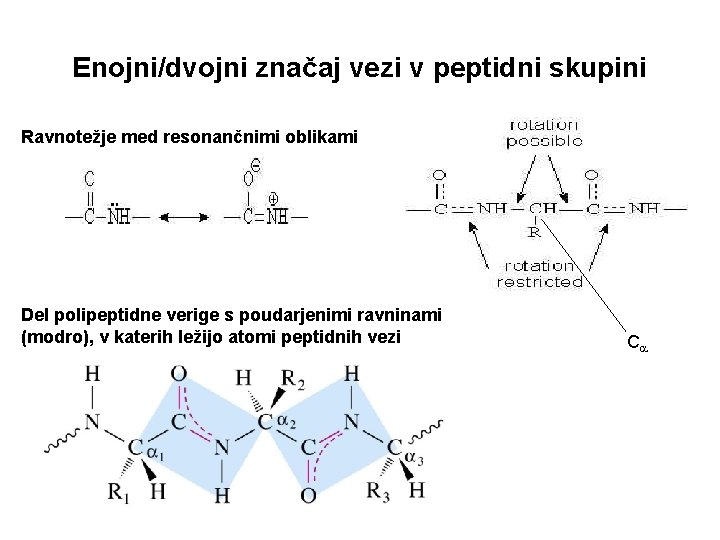 Enojni/dvojni značaj vezi v peptidni skupini Ravnotežje med resonančnimi oblikami Del polipeptidne verige s