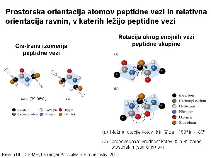 Prostorska orientacija atomov peptidne vezi in relativna orientacija ravnin, v katerih ležijo peptidne vezi Prostorska orientacija atomov peptidne vezi in relativna orientacija ravnin, v katerih ležijo peptidne vezi