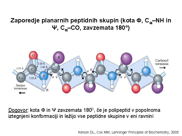 Zaporedje planarnih peptidnih skupin (kota Φ, C –NH in Ψ, C –CO, zavzemata 180°)