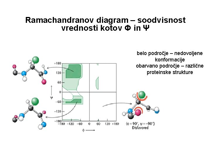 Ramachandranov diagram – soodvisnost vrednosti kotov Φ in Ψ belo področje – nedovoljene konformacije Ramachandranov diagram – soodvisnost vrednosti kotov Φ in Ψ belo področje – nedovoljene konformacije