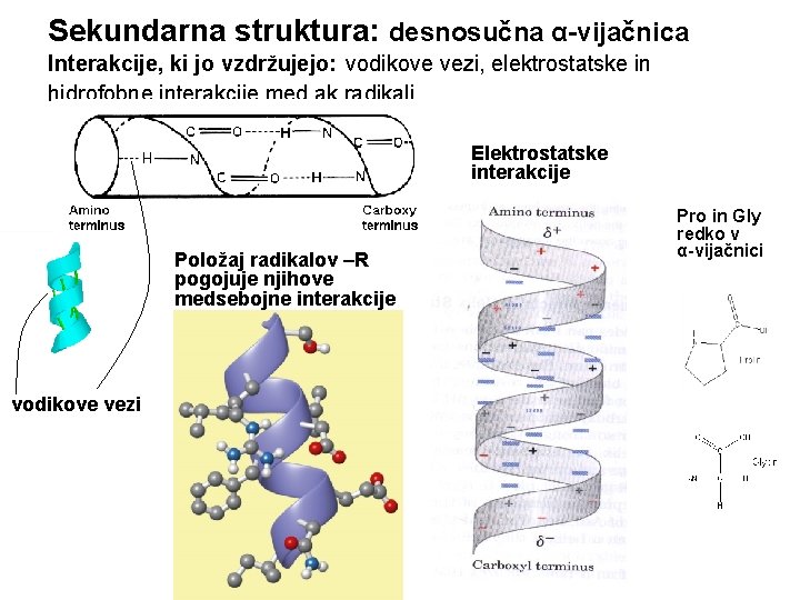 Sekundarna struktura: desnosučna α-vijačnica Interakcije, ki jo vzdržujejo: vodikove vezi, elektrostatske in hidrofobne interakcije Sekundarna struktura: desnosučna α-vijačnica Interakcije, ki jo vzdržujejo: vodikove vezi, elektrostatske in hidrofobne interakcije