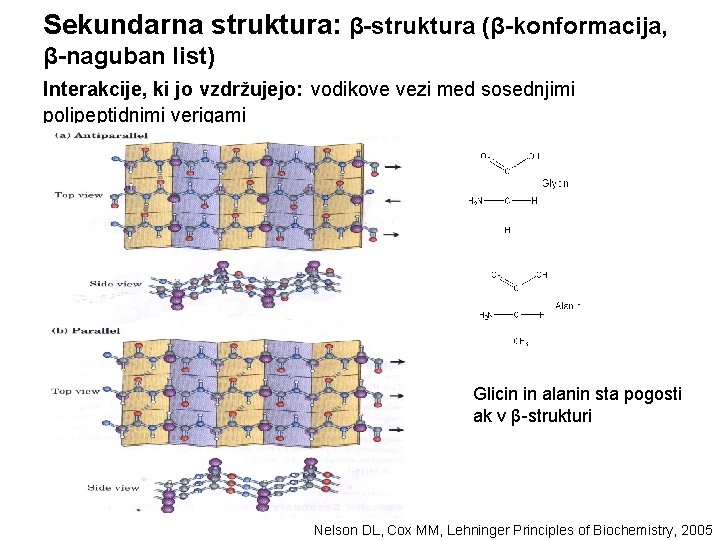 Sekundarna struktura: β-struktura (β-konformacija, β-naguban list) Interakcije, ki jo vzdržujejo: vodikove vezi med sosednjimi