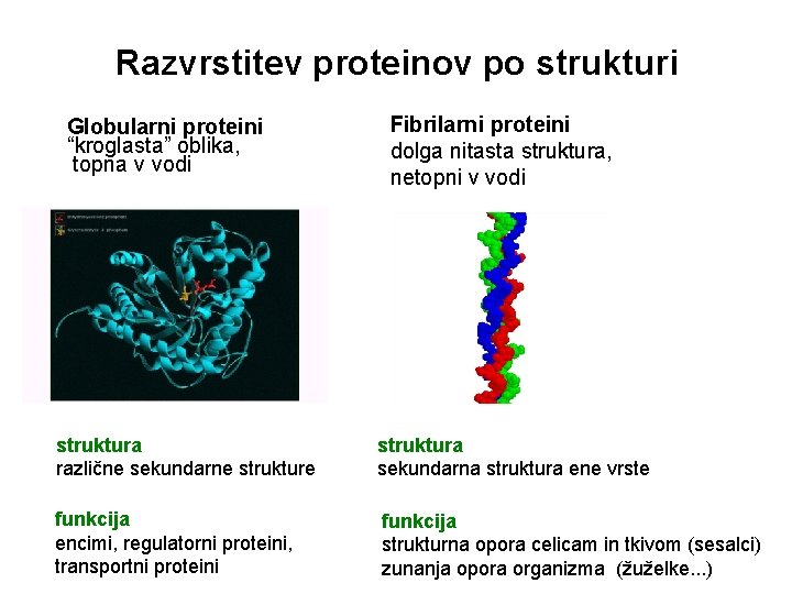 Razvrstitev proteinov po strukturi Globularni proteini “kroglasta” oblika, topna v vodi Fibrilarni proteini dolga