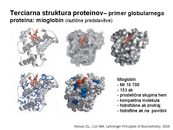 Terciarna struktura proteinov– primer globularnega proteina: mioglobin (različne predstavitve) Mioglobin - Mr 16 700