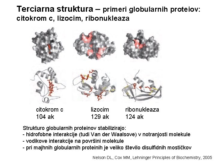 Terciarna struktura – primeri globularnih proteiov: citokrom c, lizocim, ribonukleaza citokrom c 104 ak