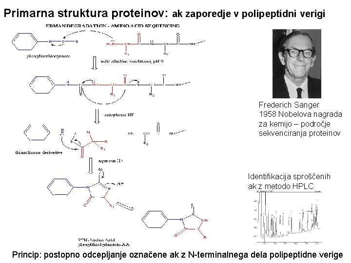 Primarna struktura proteinov: ak zaporedje v polipeptidni verigi Frederich Sanger 1958 Nobelova nagrada za