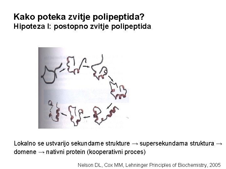 Kako poteka zvitje polipeptida? Hipoteza I: postopno zvitje polipeptida Lokalno se ustvarijo sekundarne strukture