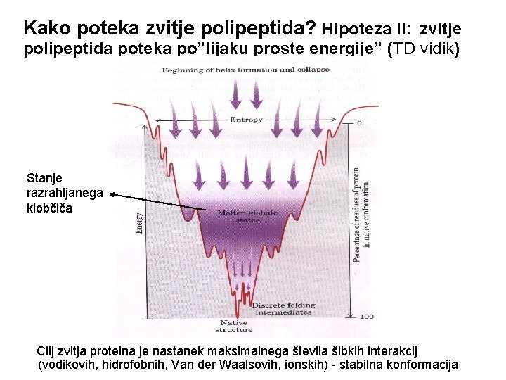 Kako poteka zvitje polipeptida? Hipoteza II: zvitje polipeptida poteka po”lijaku proste energije” (TD vidik) Kako poteka zvitje polipeptida? Hipoteza II: zvitje polipeptida poteka po”lijaku proste energije” (TD vidik)