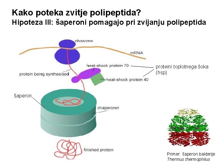 Kako poteka zvitje polipeptida? Hipoteza III: šaperoni pomagajo pri zvijanju polipeptida proteini toplotnega šoka