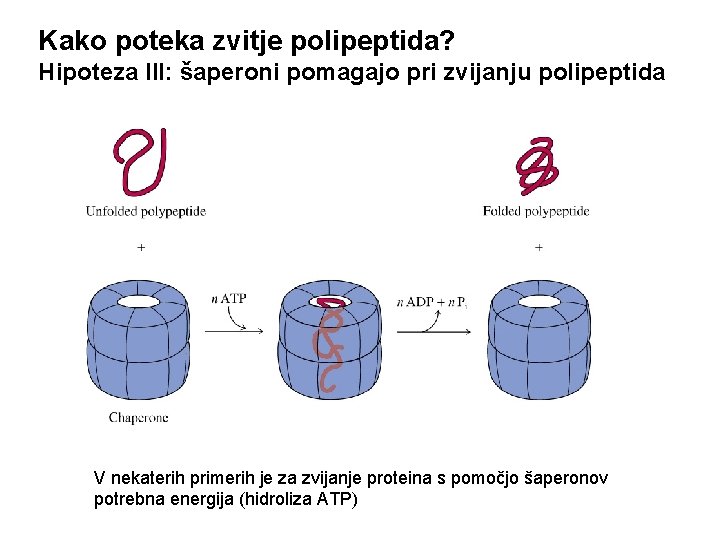Kako poteka zvitje polipeptida? Hipoteza III: šaperoni pomagajo pri zvijanju polipeptida V nekaterih primerih Kako poteka zvitje polipeptida? Hipoteza III: šaperoni pomagajo pri zvijanju polipeptida V nekaterih primerih