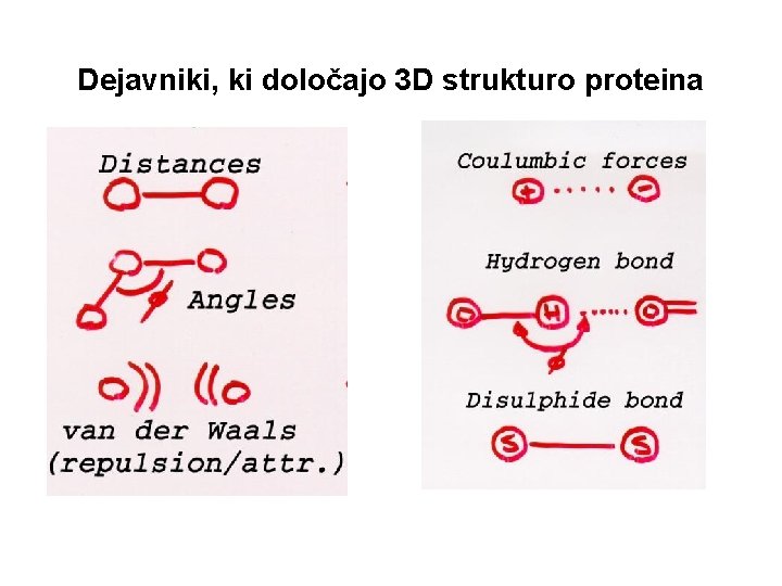 Dejavniki, ki določajo 3 D strukturo proteina 