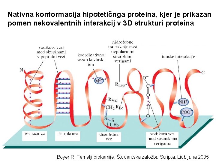 Nativna konformacija hipotetičnga proteina, kjer je prikazan pomen nekovalentnih interakcij v 3 D strukturi