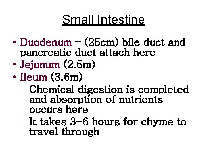 Small Intestine • Duodenum – (25 cm) bile duct and pancreatic duct attach here