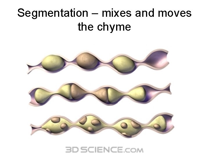 Segmentation – mixes and moves the chyme 