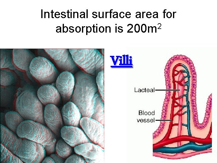 Intestinal surface area for absorption is 200 m 2 Villi 