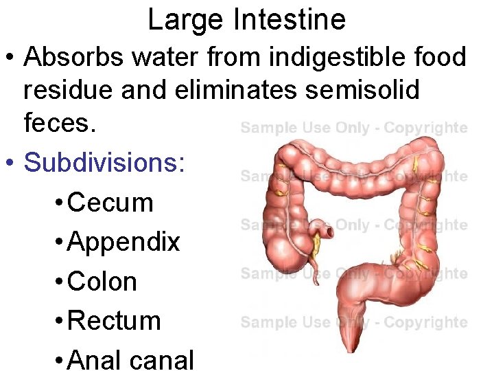 Large Intestine • Absorbs water from indigestible food residue and eliminates semisolid feces. •