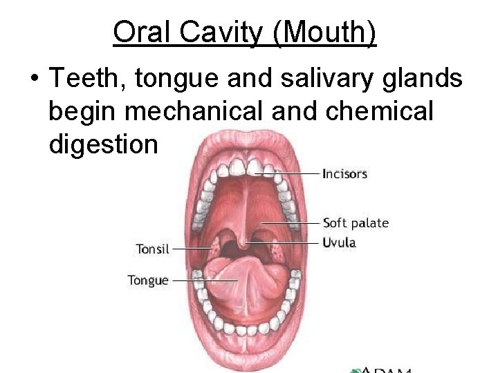 Oral Cavity (Mouth) • Teeth, tongue and salivary glands begin mechanical and chemical digestion