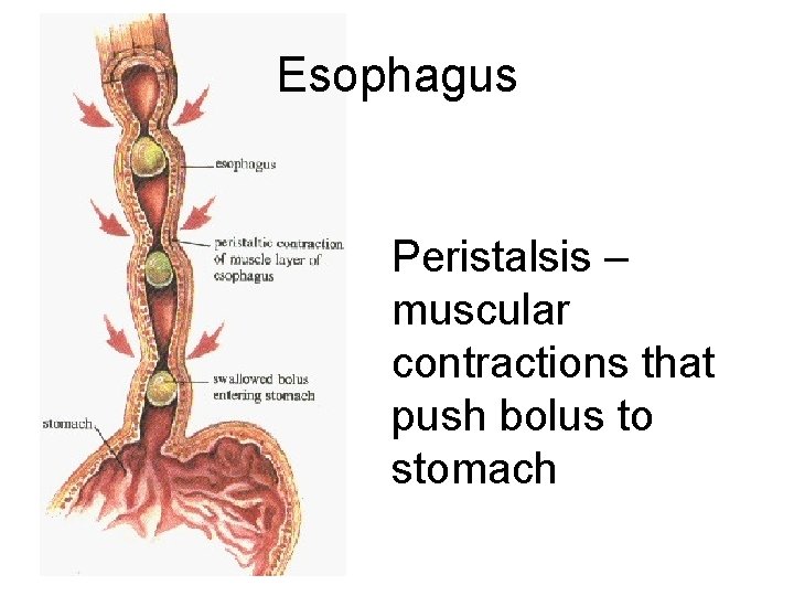 Esophagus Peristalsis – muscular contractions that push bolus to stomach 