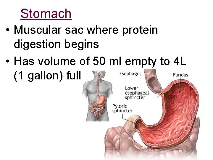 Stomach • Muscular sac where protein digestion begins • Has volume of 50 ml