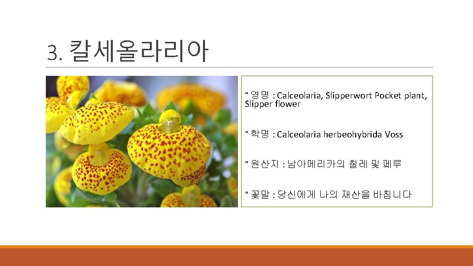 3. 칼세올라리아 ° 영명 : Calceolaria, Slipperwort Pocket plant, Slipper flower ° 학명 :