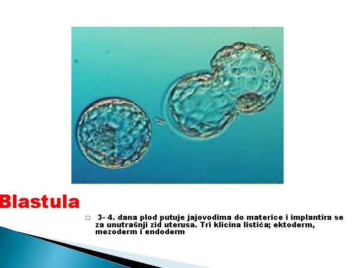 Blastula � 3 - 4. dana plod putuje jajovodima do materice i implantira se