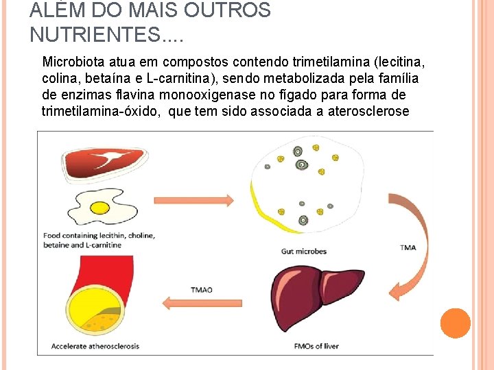 ALÉM DO MAIS OUTROS NUTRIENTES. . Microbiota atua em compostos contendo trimetilamina (lecitina, colina,