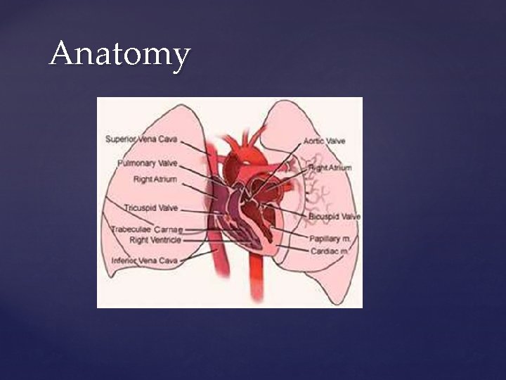 Anatomy Anatomy