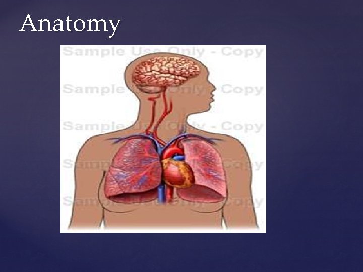 Anatomy Anatomy