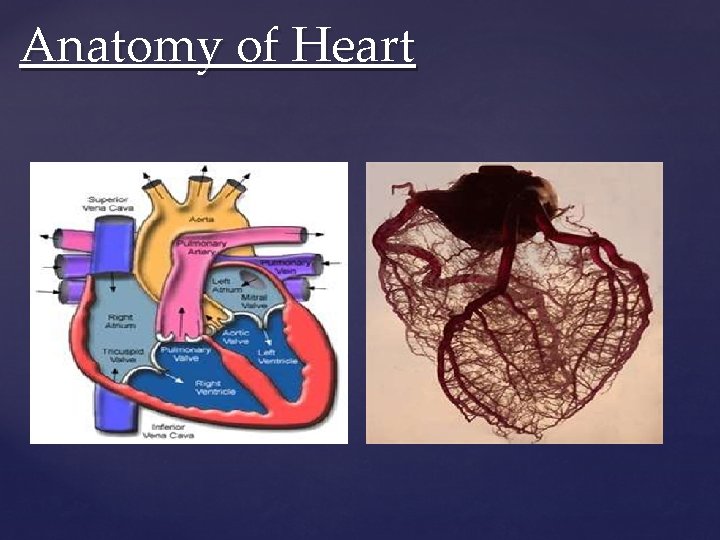 Anatomy of Heart Anatomy of Heart