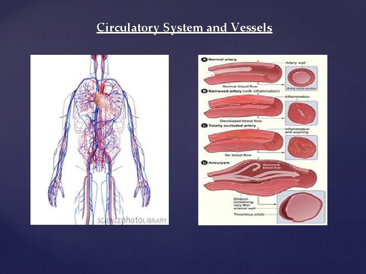 Circulatory System and Vessels Circulatory System and Vessels