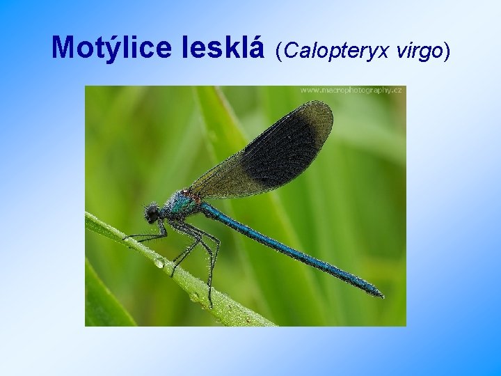 Motýlice lesklá (Calopteryx virgo) 