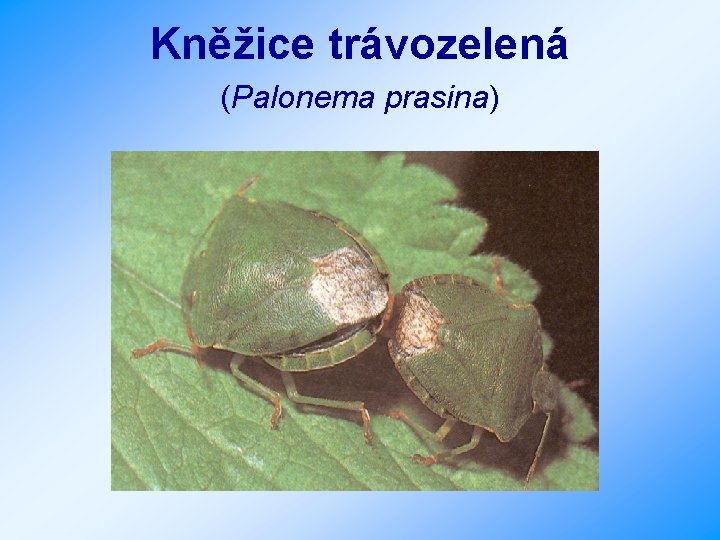 Kněžice trávozelená (Palonema prasina) 