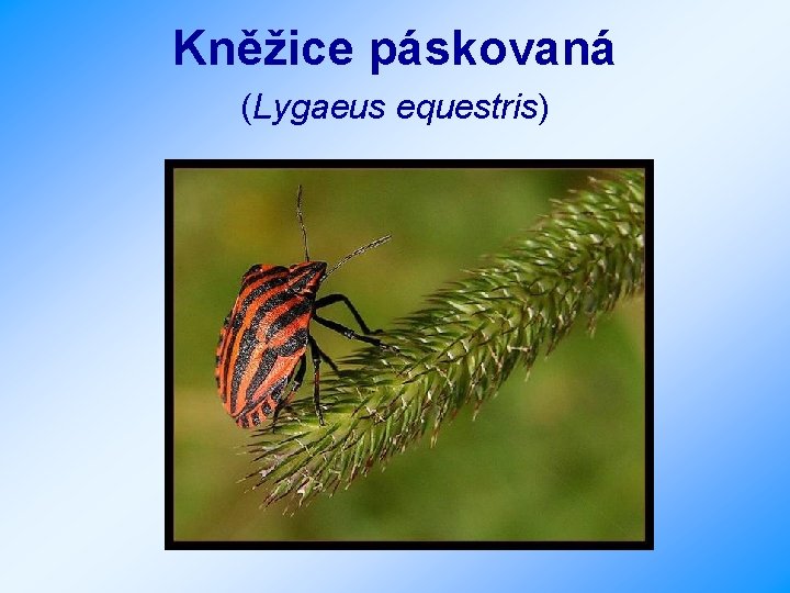 Kněžice páskovaná (Lygaeus equestris) 