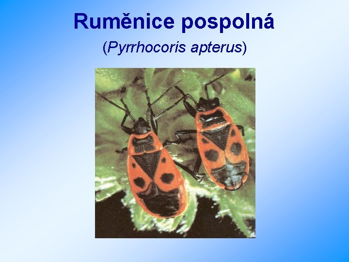 Ruměnice pospolná (Pyrrhocoris apterus) 