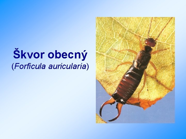 Škvor obecný (Forficula auricularia) 