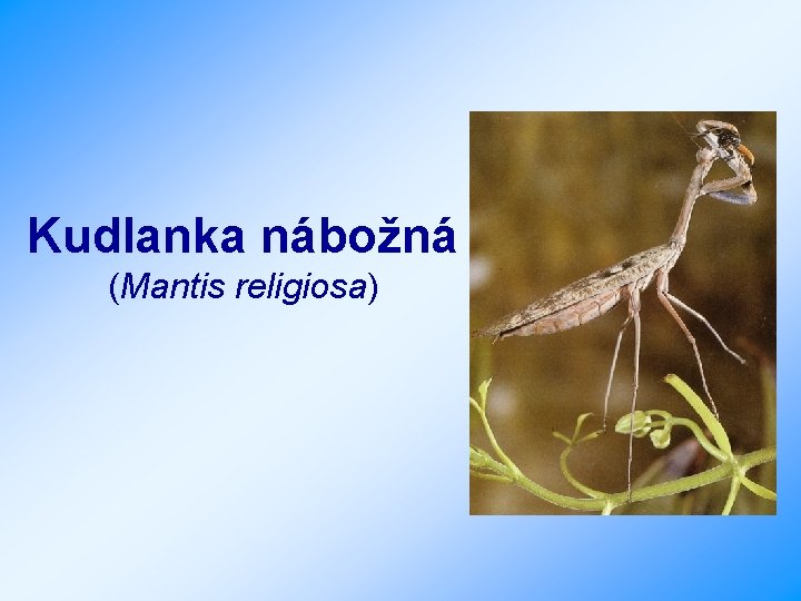Kudlanka nábožná (Mantis religiosa) 