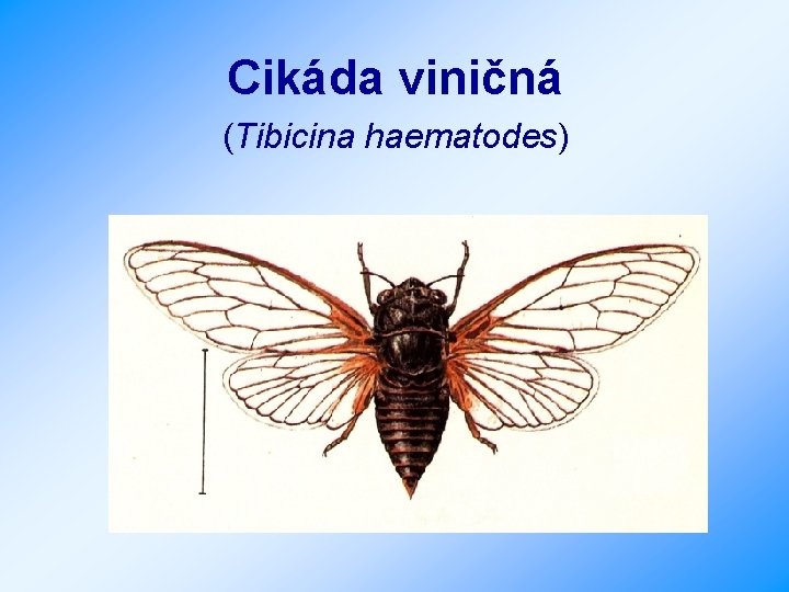 Cikáda viničná (Tibicina haematodes) 