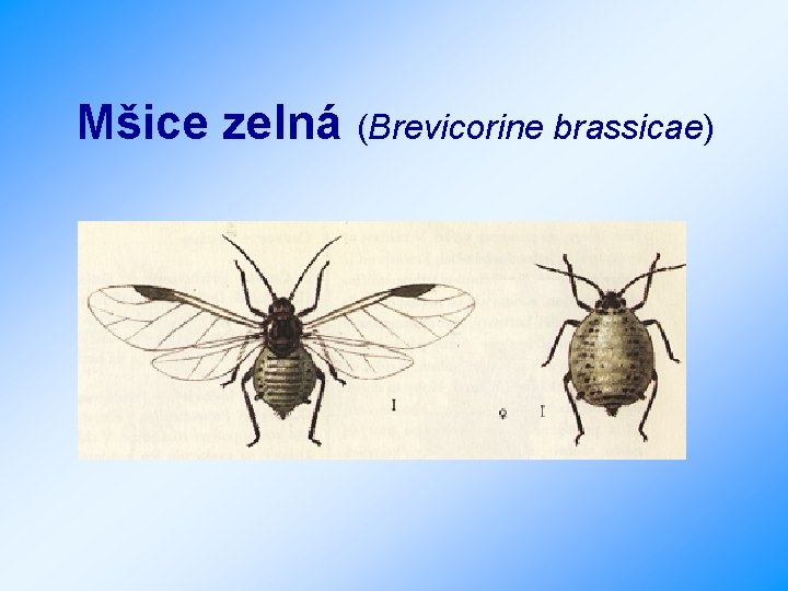 Mšice zelná (Brevicorine brassicae) 
