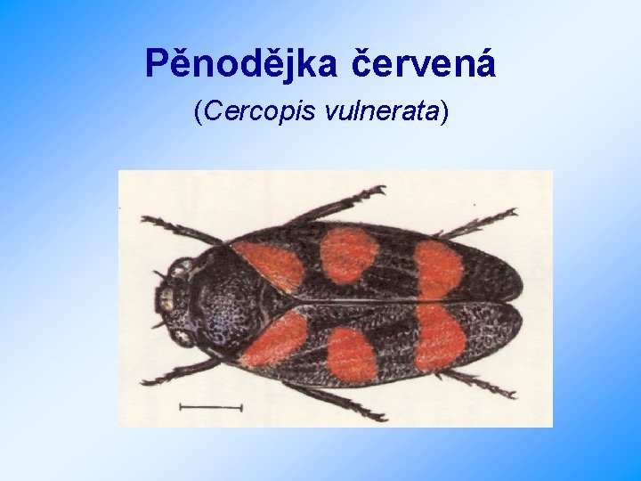 Pěnodějka červená (Cercopis vulnerata) 