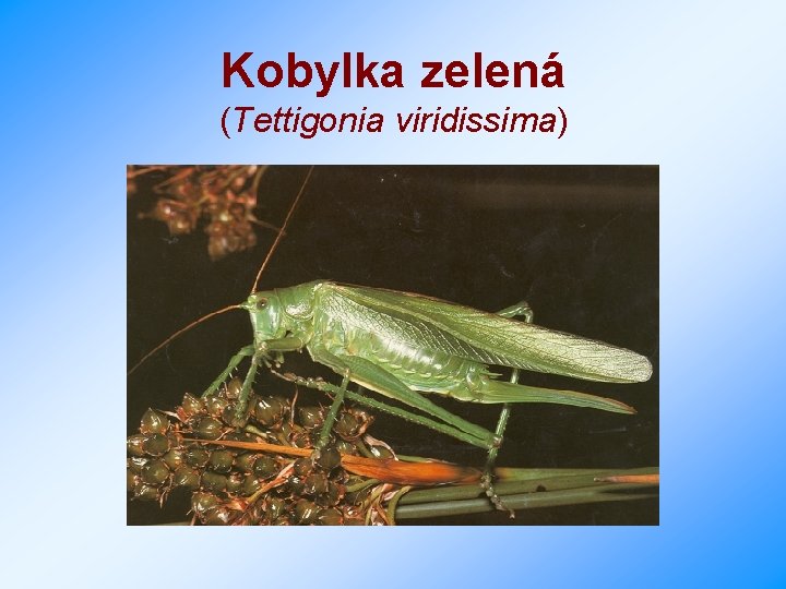 Kobylka zelená (Tettigonia viridissima) 